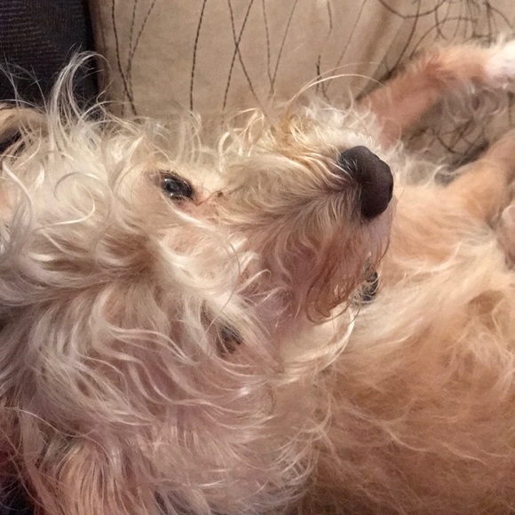 Meet your Posher, Blair - Picture 1 of 1